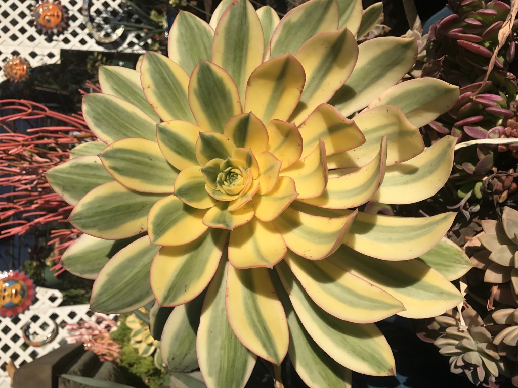 Beautiful Aeonium Sunburst now at Cordova Gardens! Cordova Gardens